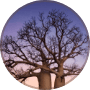 Image Alt Text