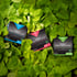 Peak Performance Pack: Nutrition