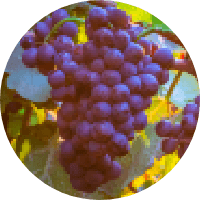 Grape Seed Oil