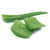 aloe vera leaves