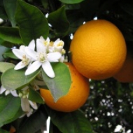 oranges and orange blossoms in a tree