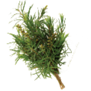 melaleuca branch