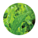 green-tea--2x