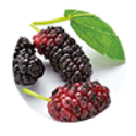 mulberry--2x
