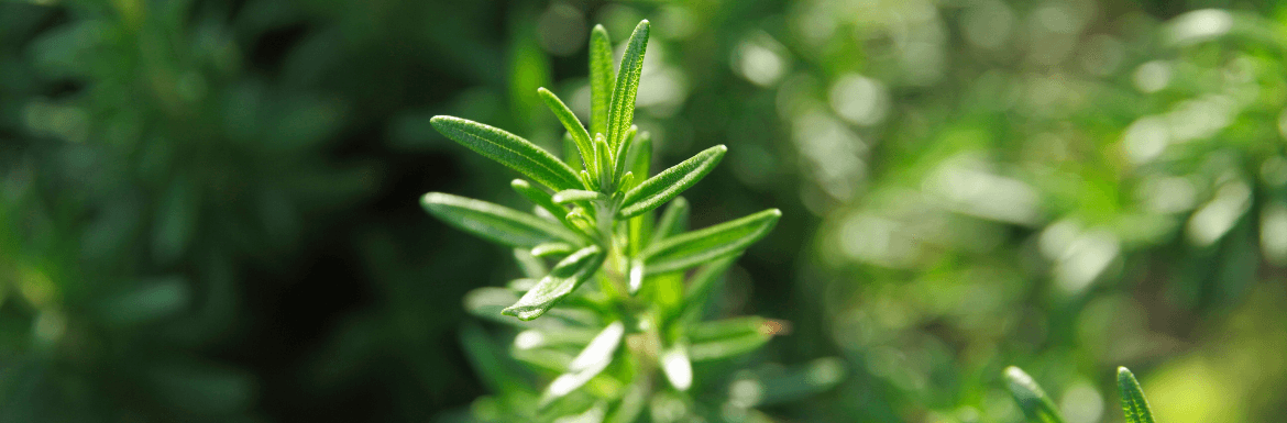 rosemary-plant