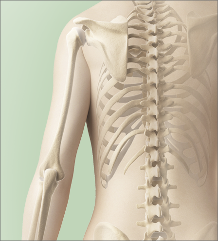 skeleton