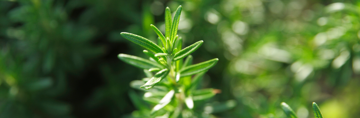 rosemary-plant